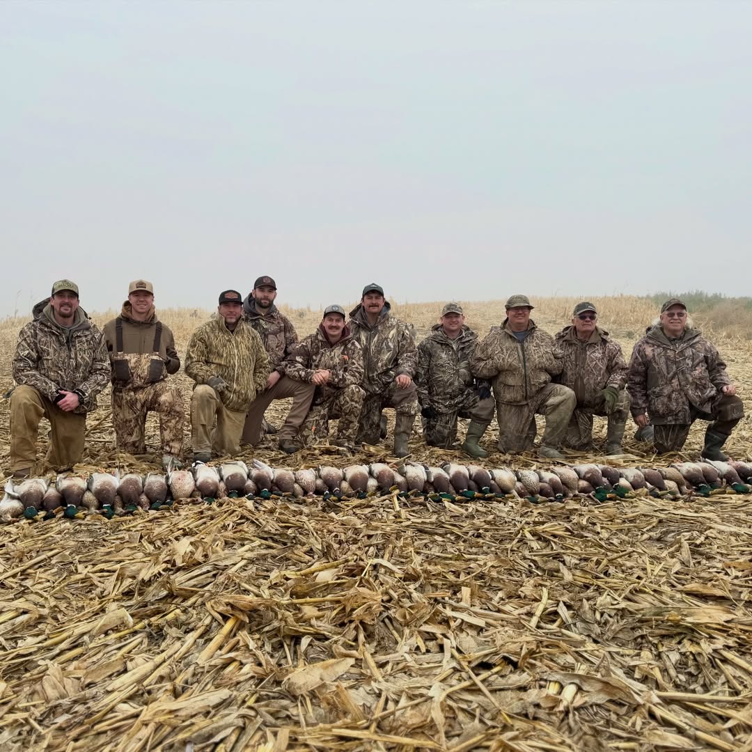 A big group of hunters behind a long line of mallards in cut corn