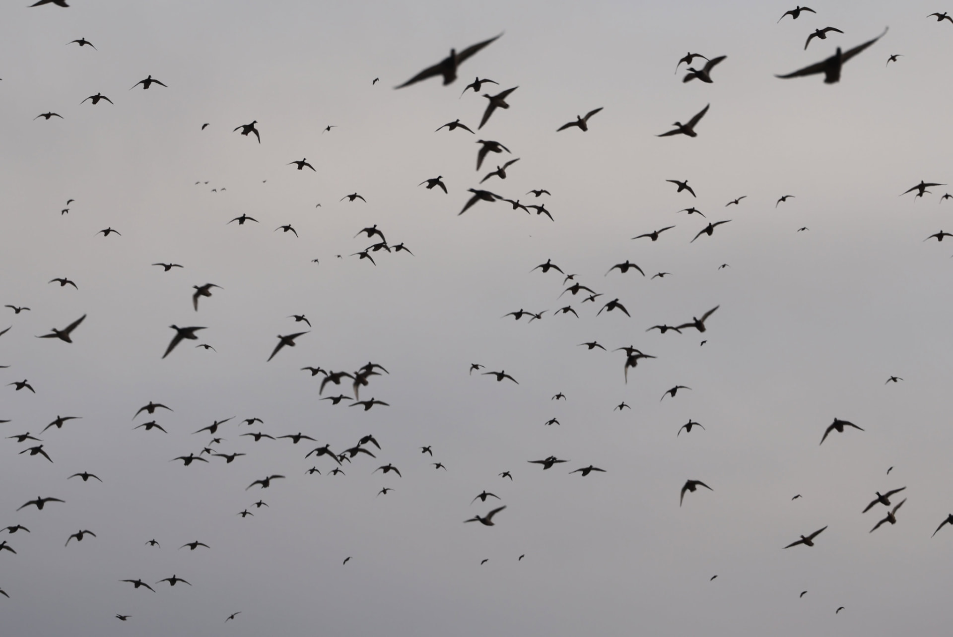 A huge flock of light geese filling the sky