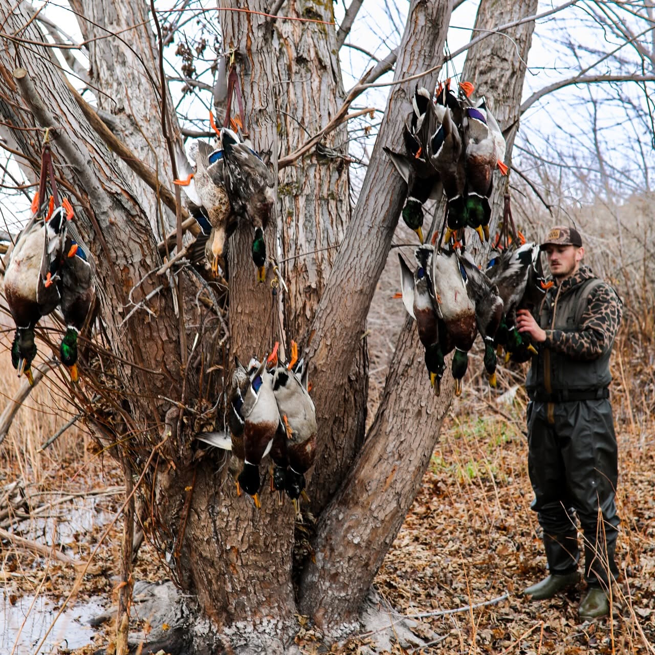 A strap of mallards hanging from a tree after a timber hunt