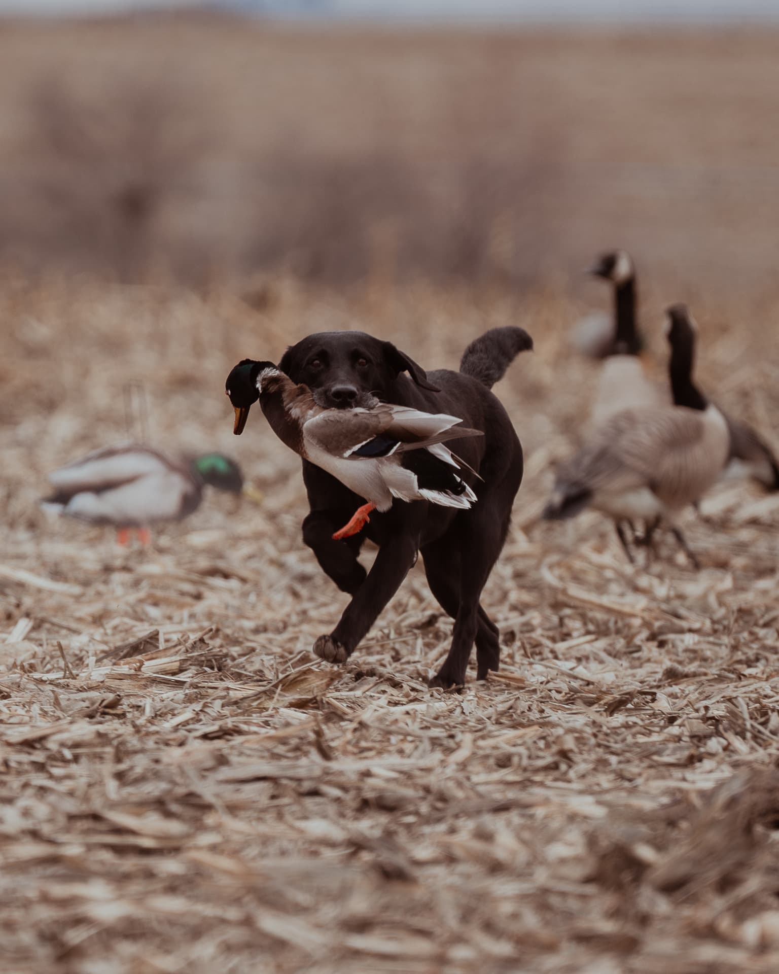 Black lab retrieving a mallard across a cut corn field