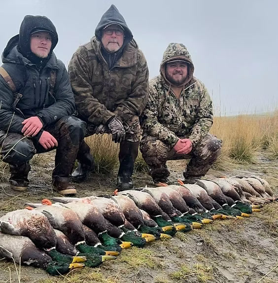 Three hunters with a mallard pile on a foggy morning