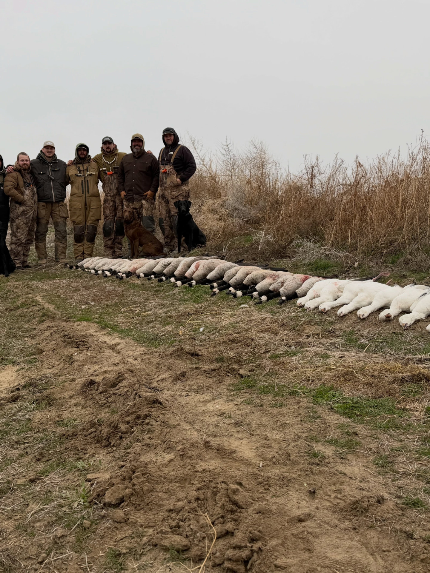 Group of hunters and dogs behind a long line of geese
