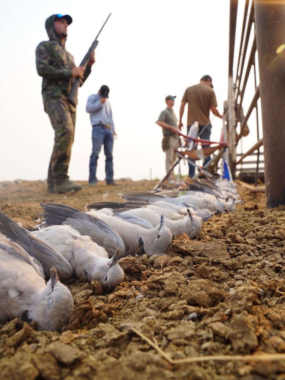 A line of doves laid out after a group shoot