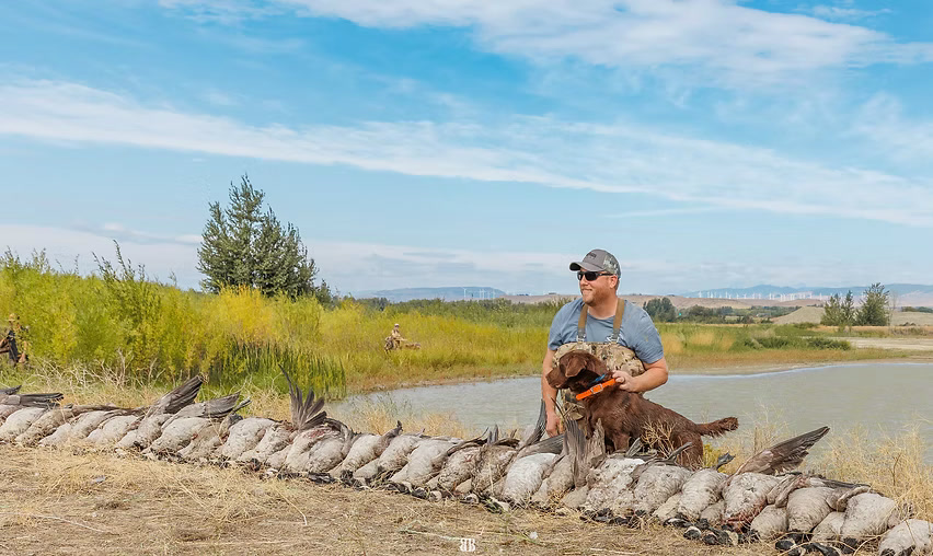 Hunter with his dog behind a long line of geese