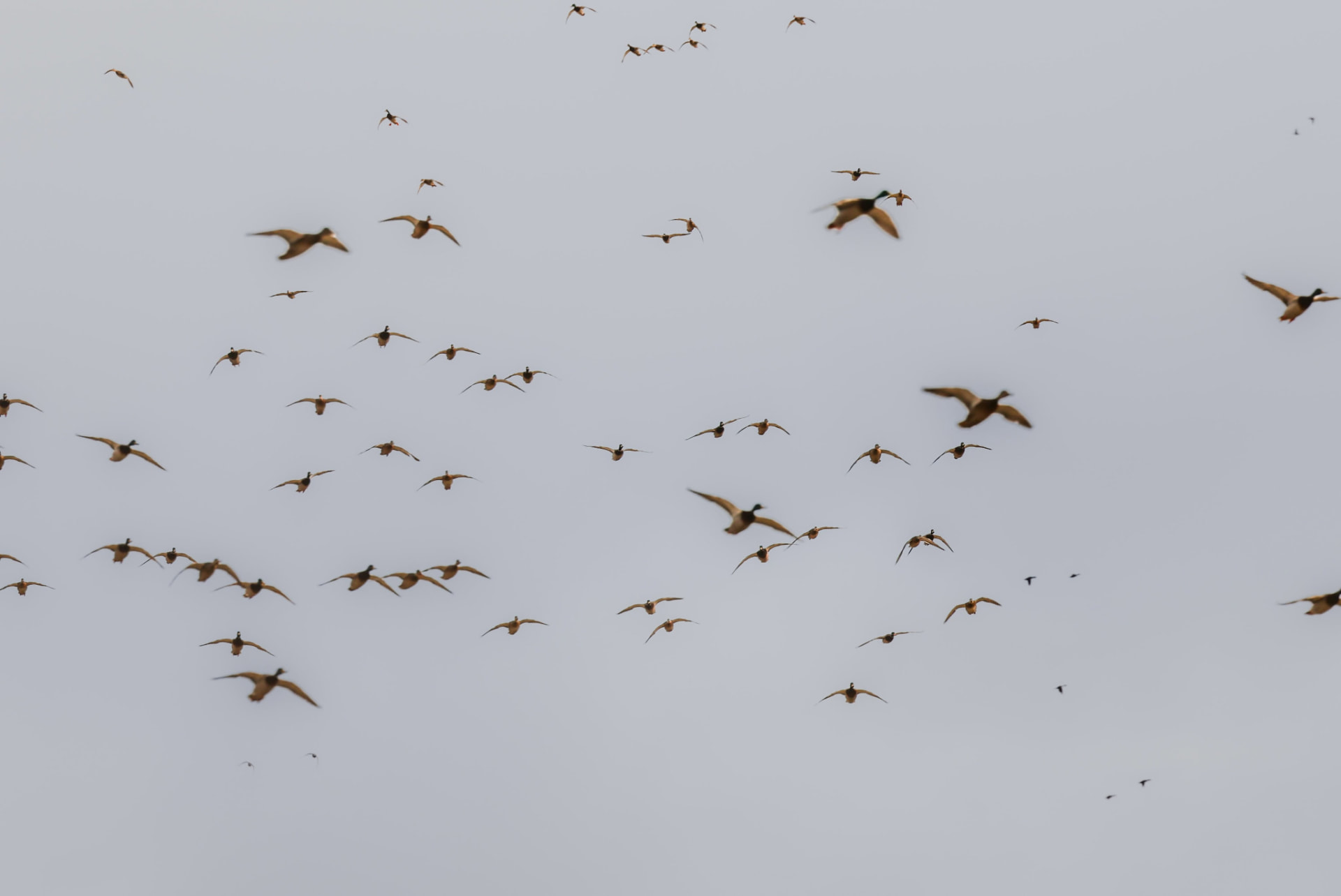 Mallards cupped up over the decoys