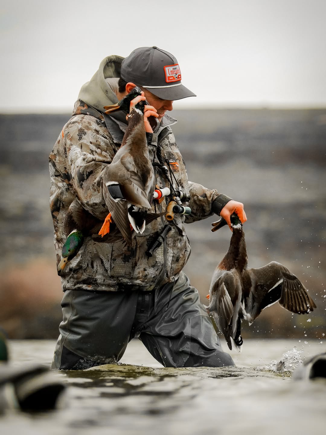 Hunter in waders carrying two drake mallards