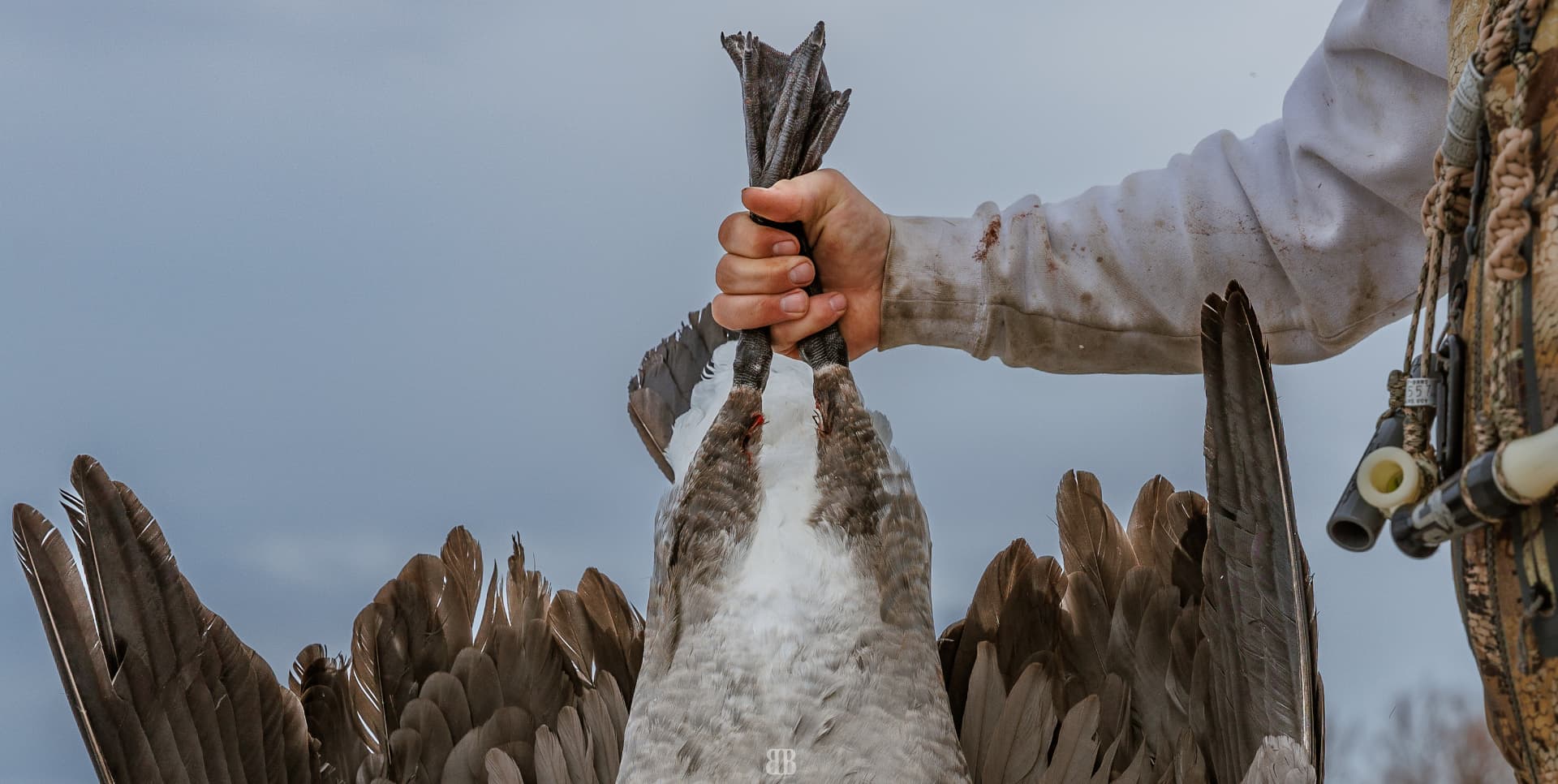 A hunter holding a Canada goose by the feet over the decoys
