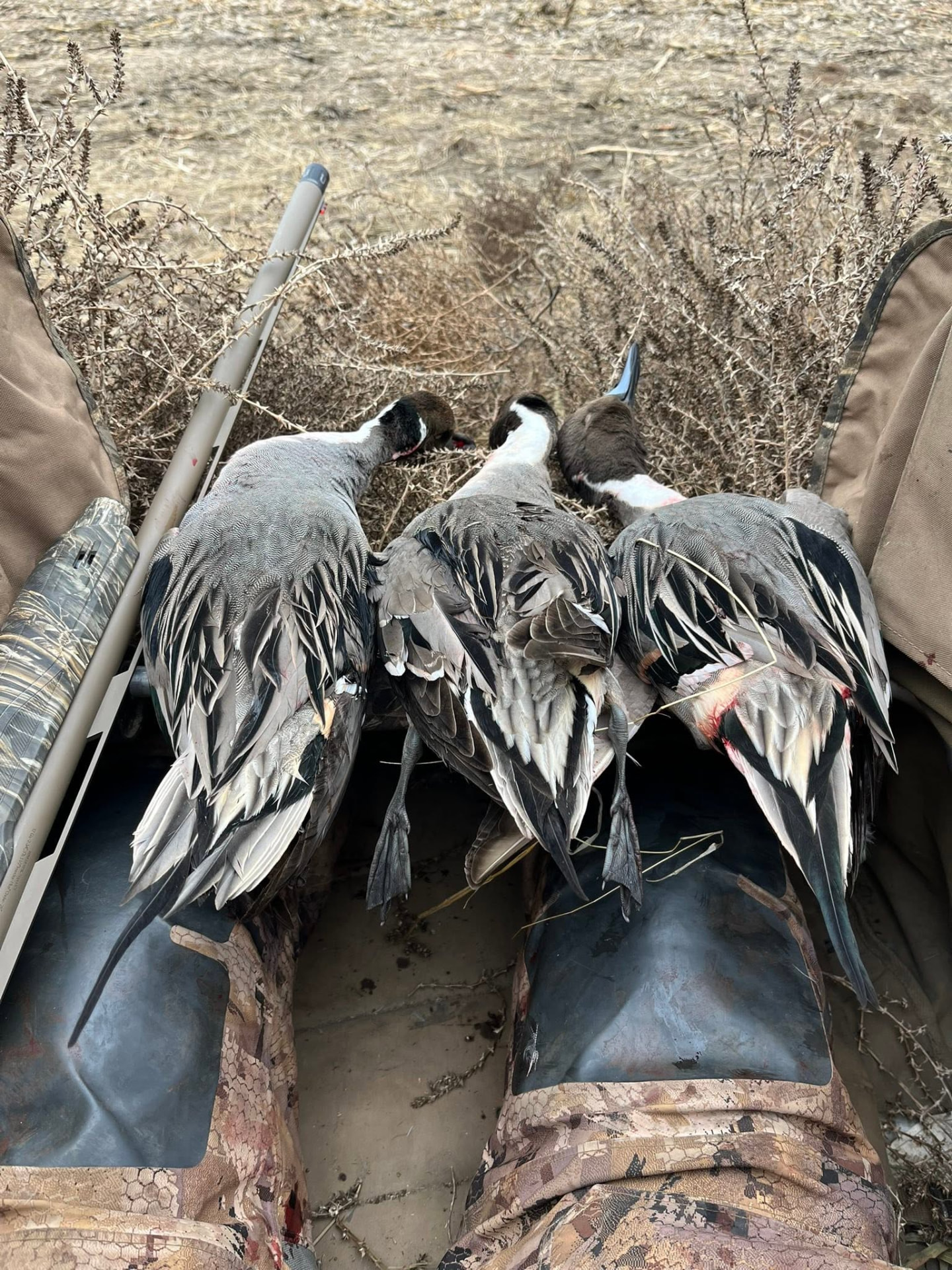 A strap of pintail laid across the boat