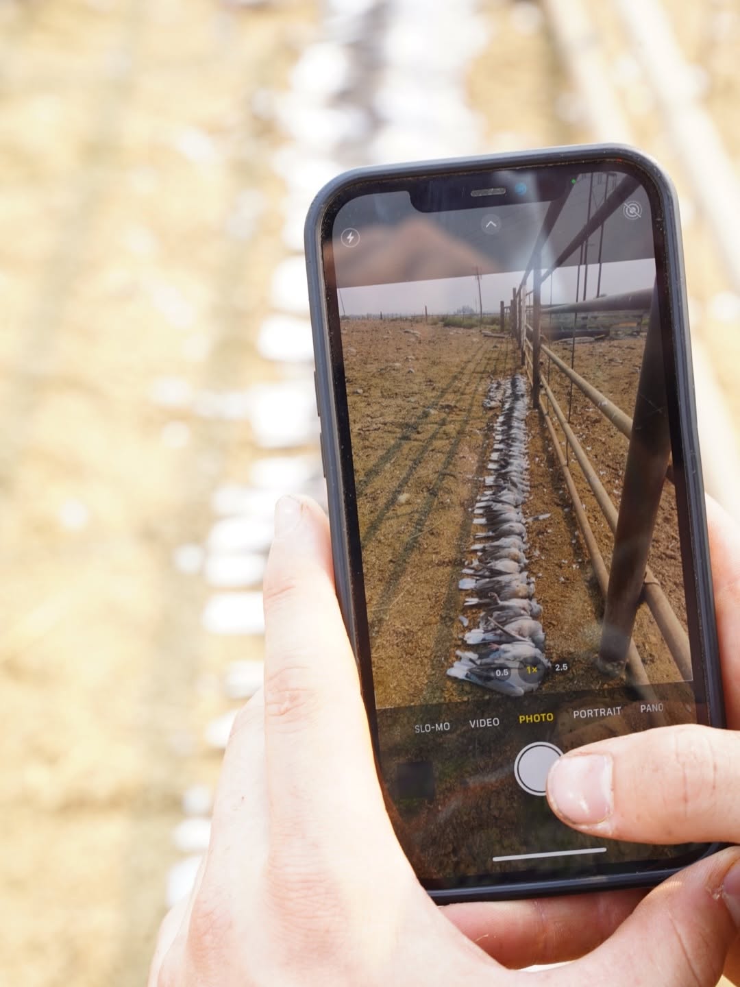Photographing the day's dove line on a phone