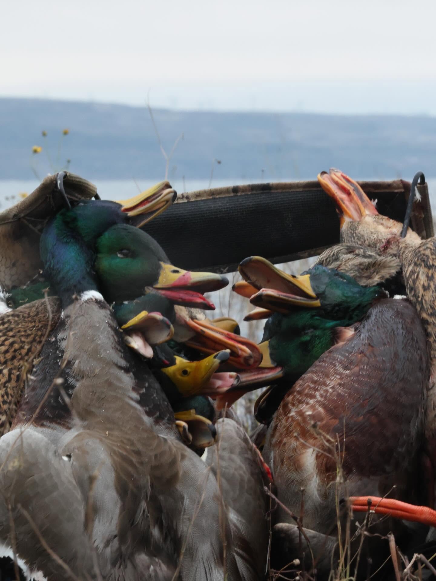 Drake mallards piled up in the blind